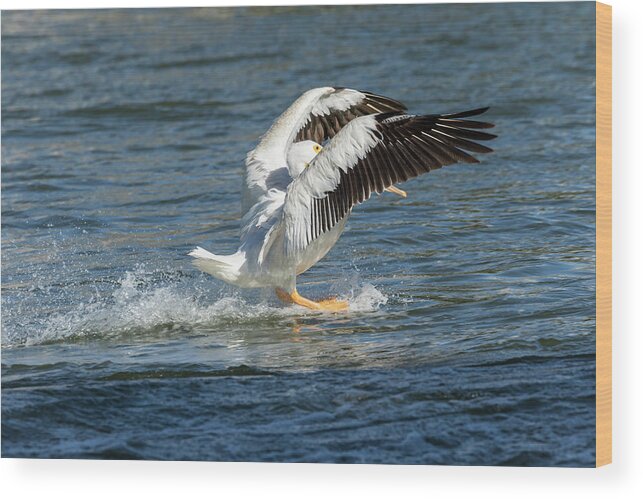 American White Pelican Wood Print featuring the photograph Pelican Landing 2016 by Thomas Young