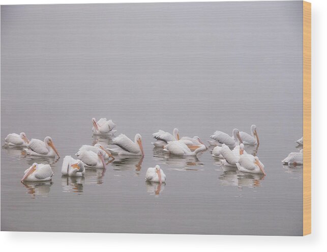 Fog Lake Water Pelicans Birds Swimming Wood Print featuring the photograph Pelicans on the Lake by Carolyn D'Alessandro