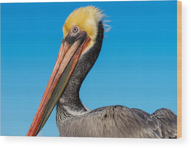 Pelican Wood Print featuring the photograph Pelican Portrait by Derek Dean