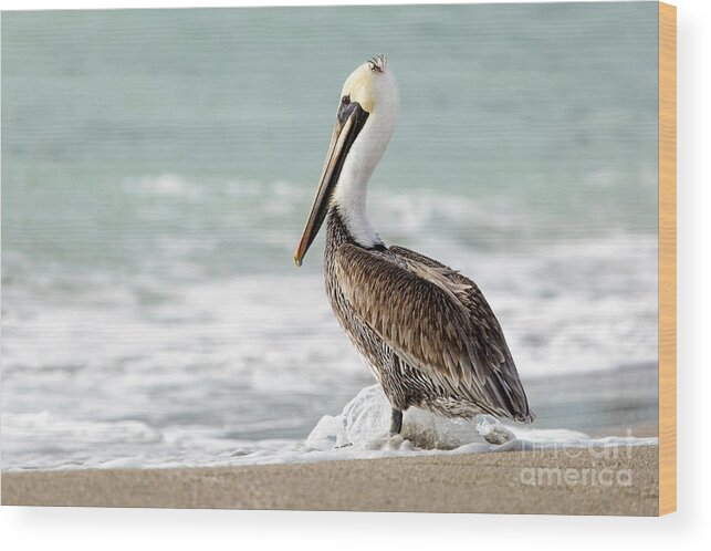 Florida Wood Print featuring the photograph Pelican Waves by Karin Pinkham