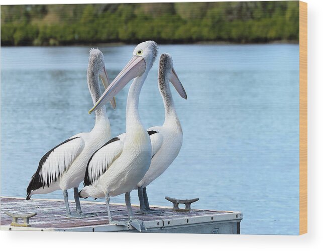 Pelicans Australia Wood Print featuring the photograph Pelicans 6663. by Kevin Chippindall