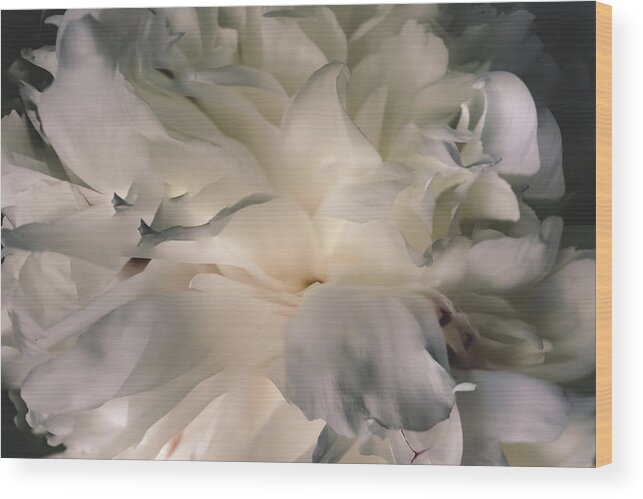 Peony Wood Print featuring the photograph Peony by Allin Sorenson