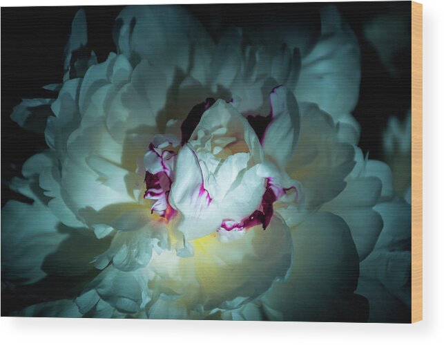 Flower Wood Print featuring the photograph Peony Charm by Ksenia VanderHoff