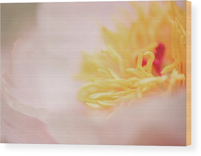 Peony Wood Print featuring the photograph Peony Classic by Kim Carpentier