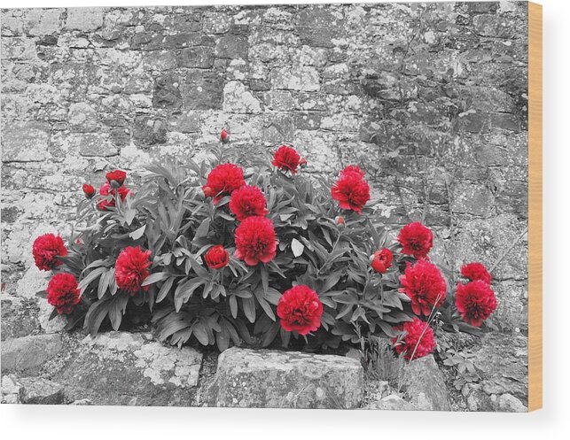 Peony Wood Print featuring the photograph Peony flowers. Last respect. by Elena Perelman
