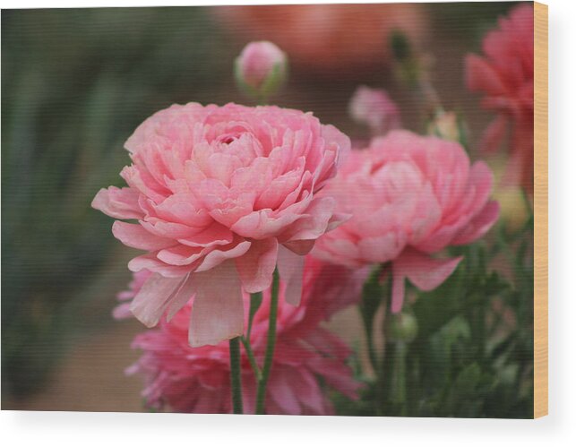 Pink Ranunculus Wood Print featuring the photograph Peony Pink Ranunculus Closeup by Colleen Cornelius