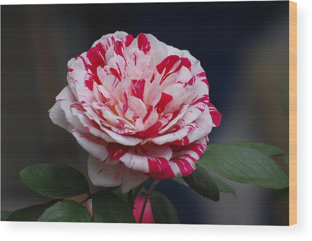 Rose Wood Print featuring the photograph Peppermint Fantasy by Helen Carson
