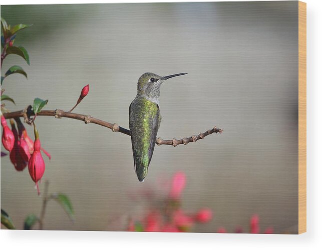 Hummingbird Wood Print featuring the photograph Perched by Carolyn Mickulas