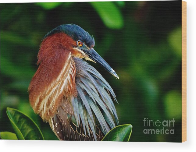 Little Green Heron Wood Print featuring the photograph Perched by Julie Adair