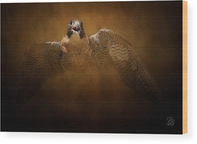 Peregrine Falcon Wood Print featuring the photograph Peregrine Falcon by Debra Boucher