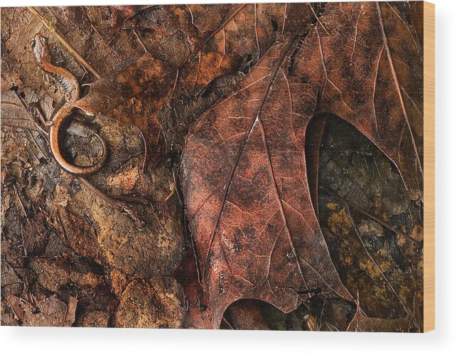 Salamander Wood Print featuring the photograph Perfect Disguise by Jill Love