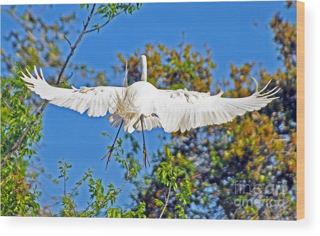 Egret Wood Print featuring the photograph Perspective From Behind by Lydia Holly