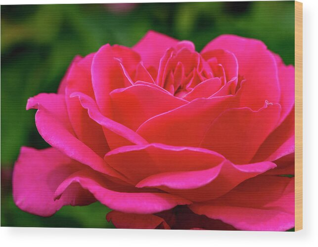 Valentine Wood Print featuring the photograph Petals of a Bright Pink Rose by Teri Virbickis