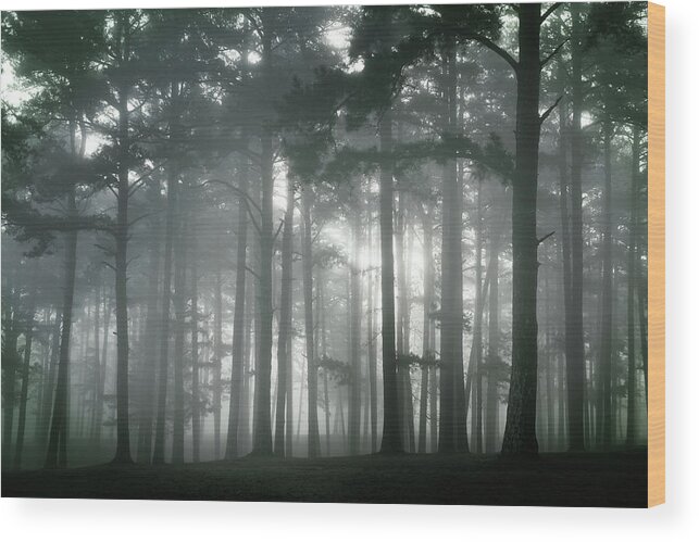 Petit Jean Wood Print featuring the photograph Petit Jean Fog by Bud Simpson