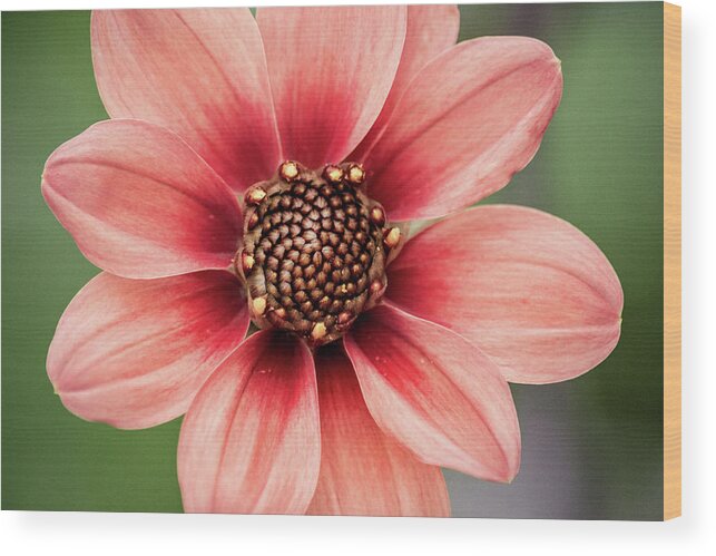 Flowers Wood Print featuring the photograph PGC Dahlia by Don Johnson