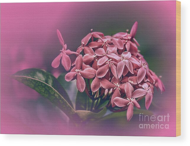 Flowers Wood Print featuring the photograph Picturesque by Charuhas Images