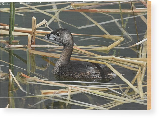 Pie-billed Grebe Wood Print featuring the photograph Pie-billed Grebe by Ben Foster