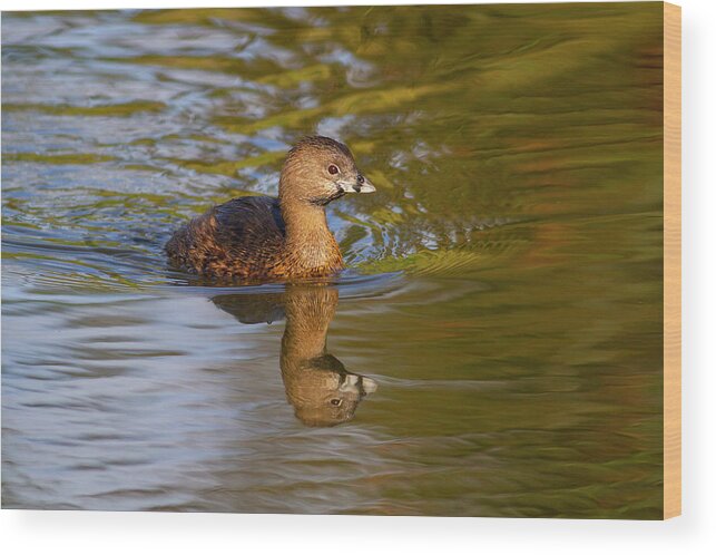 Mark Miller Photos Wood Print featuring the photograph Pied-billed Grebe in Golden Light by Mark Miller