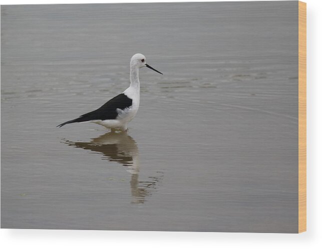 Pied Stilt Wood Print featuring the photograph Pied Stilt by Ramabhadran Thirupattur