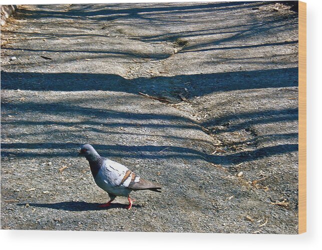 Pigeon Wood Print featuring the photograph Pigeon Crossing Path by Felix Zapata