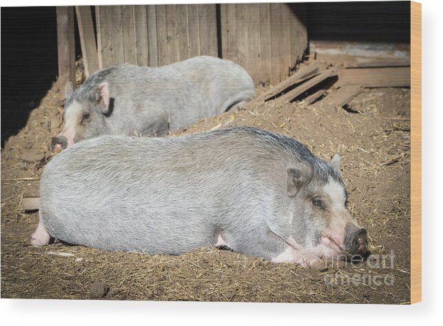 Pig Wood Print featuring the photograph Piggies by Cheryl McClure