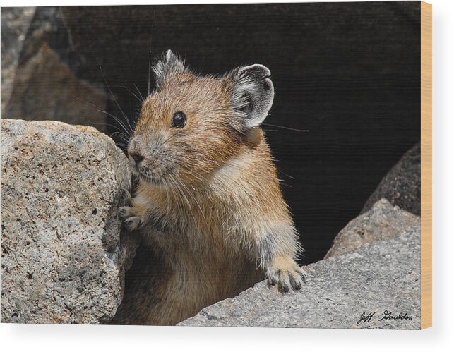 Animal Wood Print featuring the photograph Pika Looking out from its Burrow by Jeff Goulden