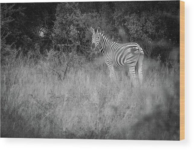 Mabula Private Game Lodge Wood Print featuring the photograph Pilanes National Park 4 by Erika Gentry