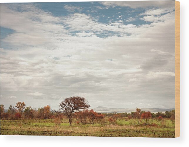 Mabula Private Game Lodge Wood Print featuring the photograph Pilanesberg National Park 21 by Erika Gentry