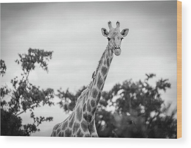 Mabula Private Game Lodge Wood Print featuring the photograph Pilanesburg National Park 24 by Erika Gentry