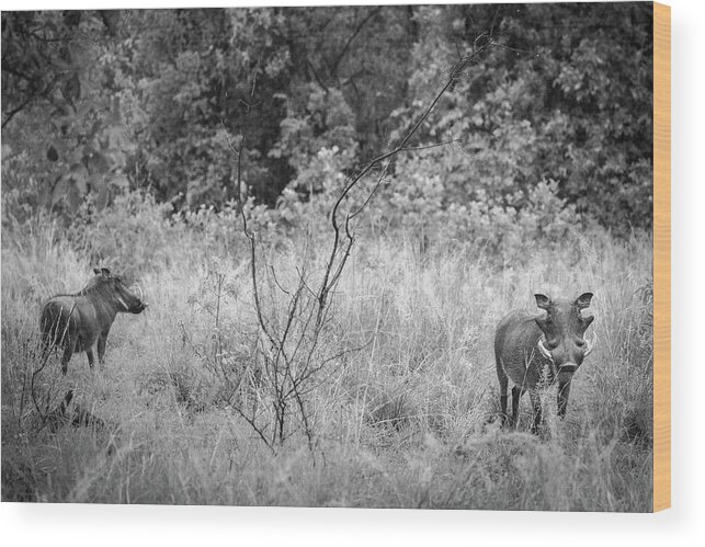 Wood Print featuring the photograph Pilanesburg National Park 27 by Erika Gentry