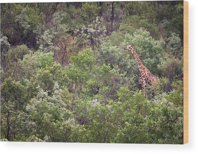 Mabula Private Game Lodge Wood Print featuring the photograph Pilanesburg National Park 42 by Erika Gentry
