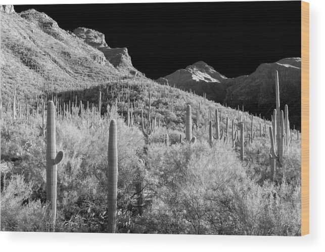 Bear Canyon Wood Print featuring the photograph Pilgrimage by Scott Rackers