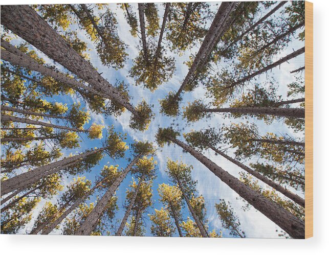 Pine Wood Print featuring the photograph Pine Tree Vertigo by Adam Pender