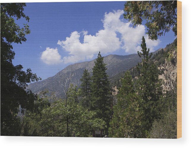 Pine Trees Wood Print featuring the photograph Pine Trees at Forest Falls by Karen Ruhl