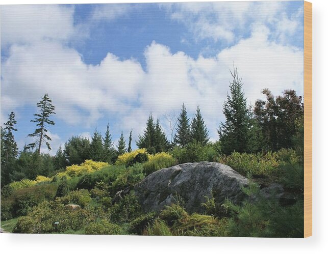 Trees Wood Print featuring the photograph Pines at the top by Lois Lepisto