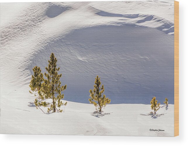 Snow Wood Print featuring the photograph Pines in the Snow Drifts by Stephen Johnson
