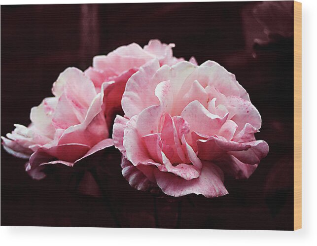 Colour Therapy Wood Print featuring the digital art Pink and White Rose Art by MichealAnthony 
