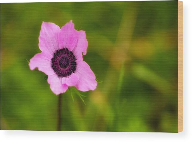 Pink Flower Wood Print featuring the photograph Pink anemone coronaria flower by Michalakis Ppalis