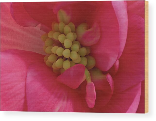 Begonia Wood Print featuring the photograph Pink Begonia Stamen - Macro by Sandra Foster