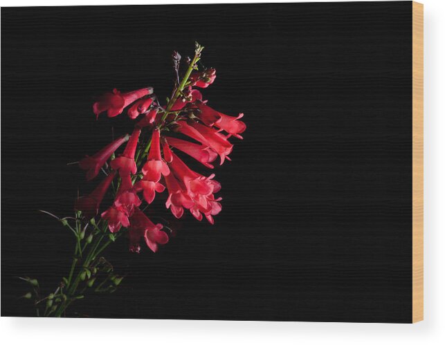 Flower Wood Print featuring the photograph Scarlet Bugler by Eugene Campbell