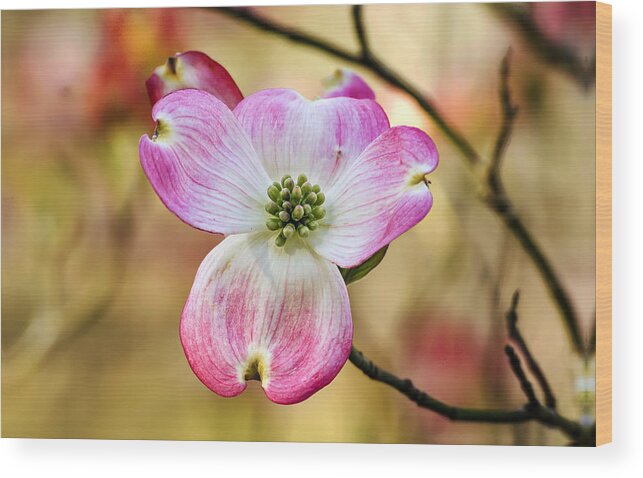 Nature Wood Print featuring the photograph Pink Dogwood Bloom by Michael Whitaker