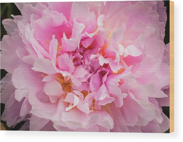 5dii Wood Print featuring the photograph Pink Double Peony by Mark Mille