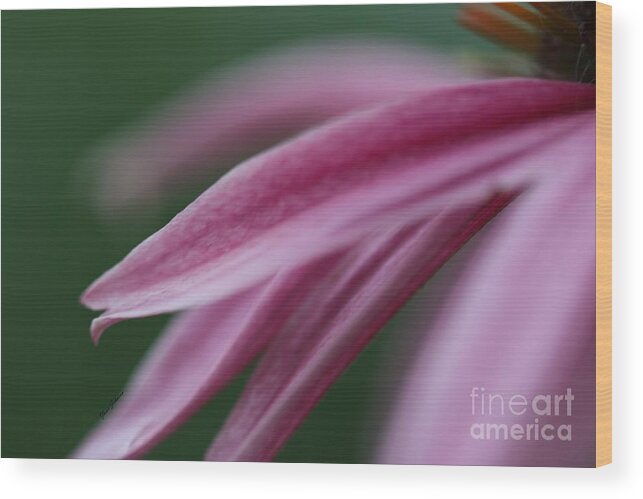 Pink Petals Wood Print featuring the photograph Pink Elegance by Yumi Johnson