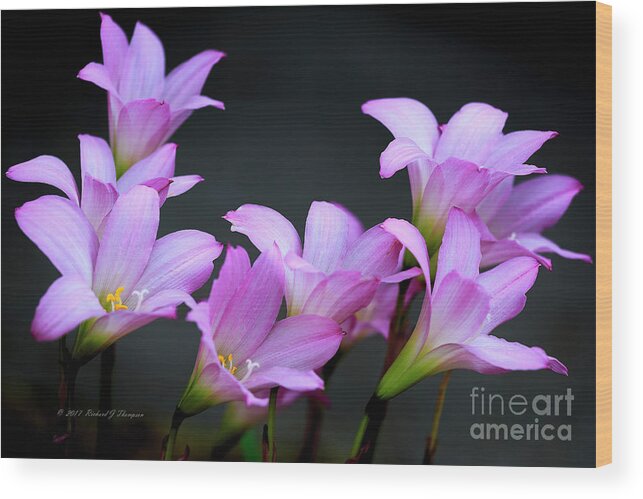 Zephyranthes Wood Print featuring the photograph Pink Fairy Lilies by Richard J Thompson