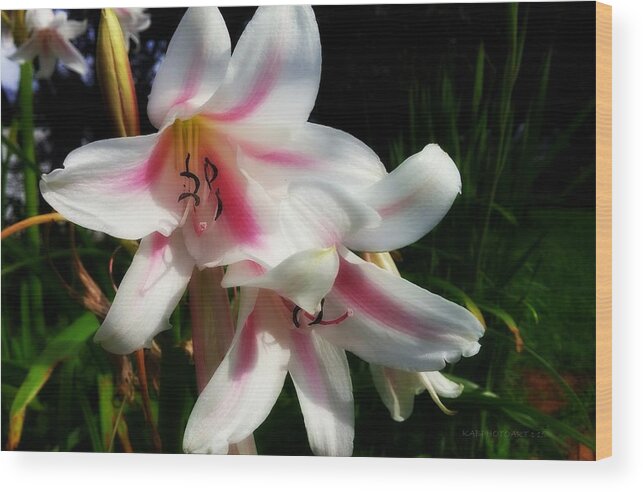 Lillies Wood Print featuring the photograph Pink Fairy Lillies by Kathy Barney