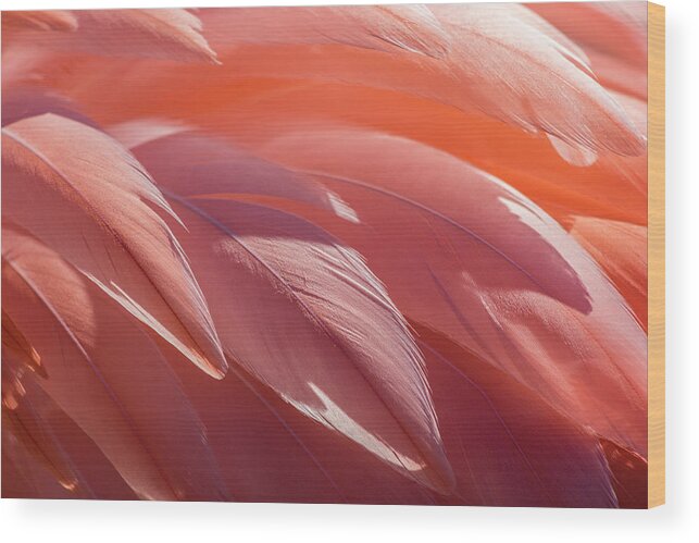 Abstract Wood Print featuring the photograph Pink Flamingo by Holly Ross