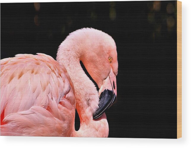 Nature Wood Print featuring the photograph Pink Flamingo on Black by Sheila Brown