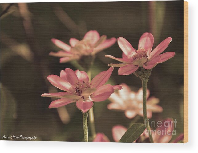 Flower Wood Print featuring the photograph Pink Flowers by Susan Cliett