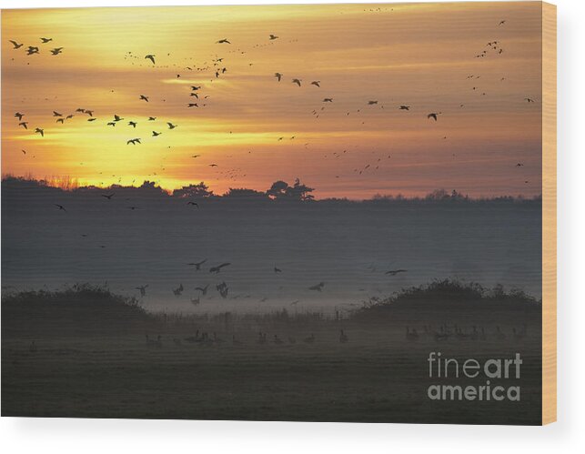 Geese Wood Print featuring the photograph Pink footed geese at Holkham Norfolk UK by John Edwards
