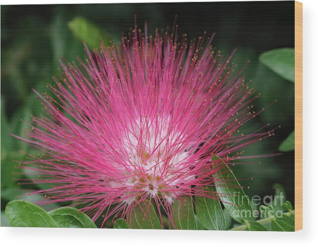 Landscape Wood Print featuring the photograph Pink Fuzziness by Mary Haber